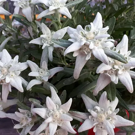 Bio Gesundheitshof Daxinger Мондзее