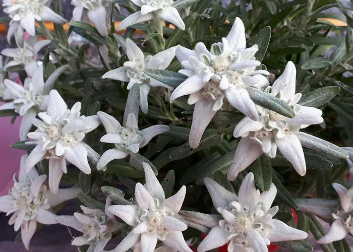 Bio Gesundheitshof Daxinger Mondsee