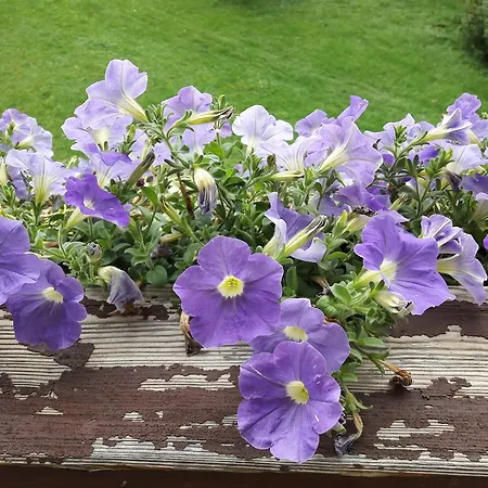 Bio Gesundheitshof Daxinger *